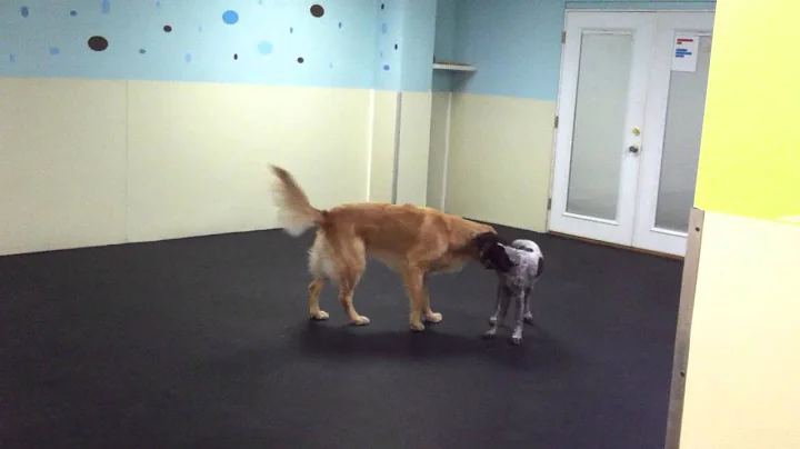 Video 3071361: german shorthaired