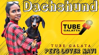 Dachshund Dog Maintenance Video Tamil