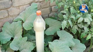 Pvc Pipe Beautiful Vegetable Garden ideas Using Pvc Pipe