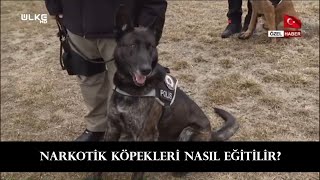 Narkoti̇k Köpekleri̇ni̇n 1 Günlük Eği̇ti̇mi̇ Nasil Eği̇ti̇li̇yorlar?