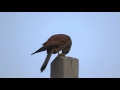 Pustułka, (Kestrel Falco tinnunculus) udane polowanie na nornika.