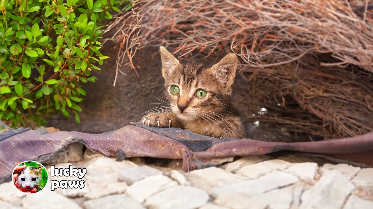 Тощий котенок очень напуган, потому что его бросила мать.