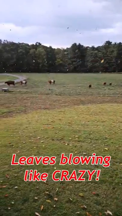 Crazy Wind 🌬️🍂🍃#youtubeshorts #shortsvideo #farmlife
