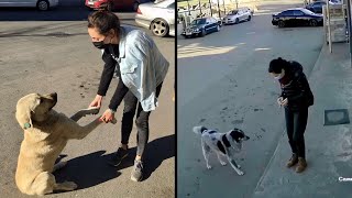 Camera Catches Nice Woman Stopping To Show Stray Dogs That They Matter by People Are Wholesome 234 views 2 years ago 2 minutes, 10 seconds