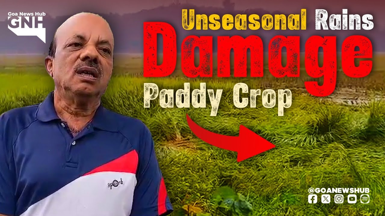 Unseasonal Rains Damage Paddy Crop in Curtorim - YouTube