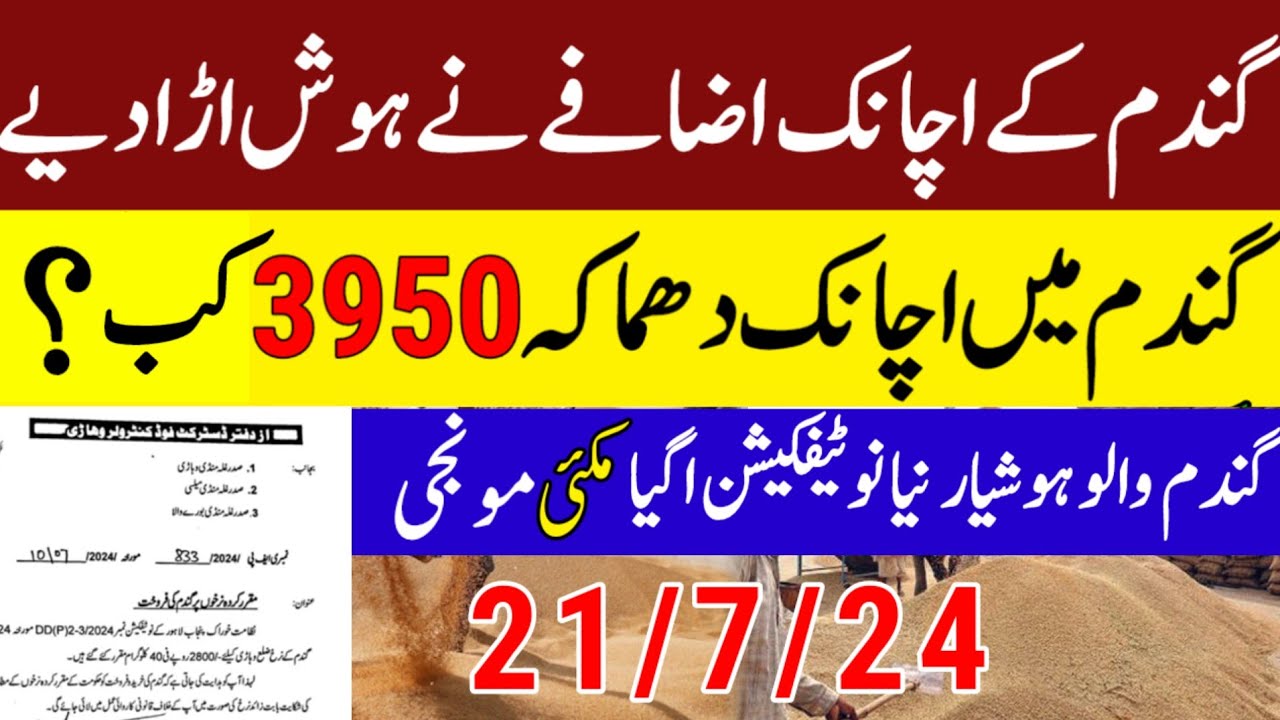 1509-dhan-ka-rate-today-dhan-wheat-support-price-2024-today-makki-rate