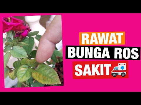 Video: Penyakit Mayhaw Biasa – Petua Untuk Merawat Pokok Mayhaw Yang Sakit