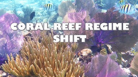 Coral reef regime shift