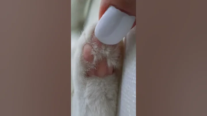 Video 11398021: cats animal funny kitty, gatos cat animals, manee cat