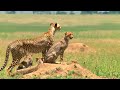 Born In Africa Hunting Lessons Born In Africa Hunting Lessons