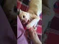 facts about cats #trending #cat #simmba #funny #petshub #straycat #animals #kitty #catsworld