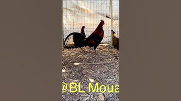 Kuv tus lau laus qaib qus