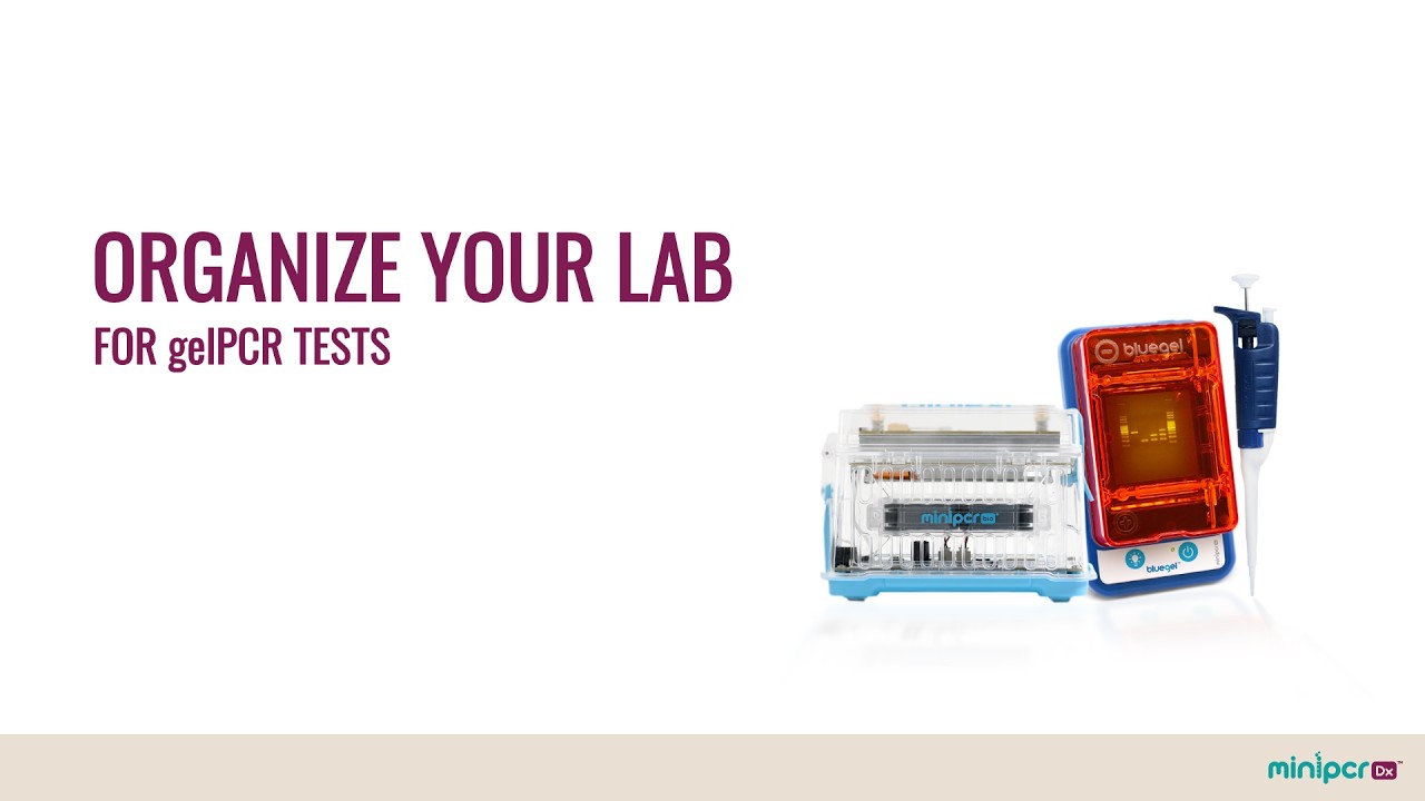 Lavender Chicken DNA Test – miniPCR bio