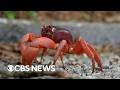 Watch the Christmas Island red crab migration