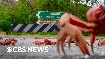 Watch the Christmas Island red crab migration