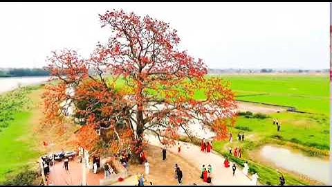 Cây gạo cô đơn Yên Dũng Bắc Giang