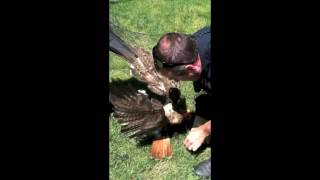 Manchester Police Save Red Tailed Hawk