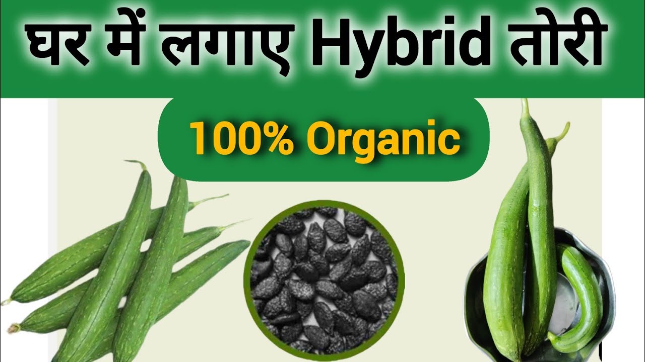 🟩How to Grow Sponge Gourd at Home 🥒🥒🥒