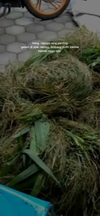 Story wa kata 'Ireng rpp seng penting gelem dijak rekoso timbang putih klemar klemer'