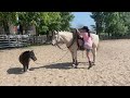 2 challenge eddavsbasti westernvsbasti horse equestrian challenge