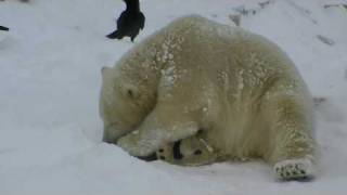 ホッキョクグマの朝のごちそう~Polar Bears eats meat