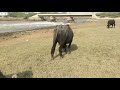 Kundhi Buaffalo Grazing Gharo Creek By Ijaz Riaz Mastoi Kundhi Buaffalo Grazing Gharo Creek By Ijaz Riaz Mastoi