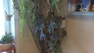 Комнатные цветы/растения. Февральский обзор цветов на кухне. Кухонный подоконник 2019. Комнатные цветы/растения. Февральский обзор цветов на кухне. Кухонный подоконник 2019.