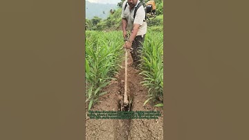 "DIY Ridging Machine! 🚜 Boost Ginger Yield with Smart Farming"
