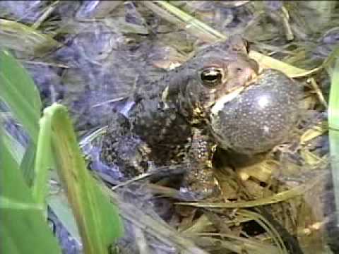 amphibians nedir American toads calling 2