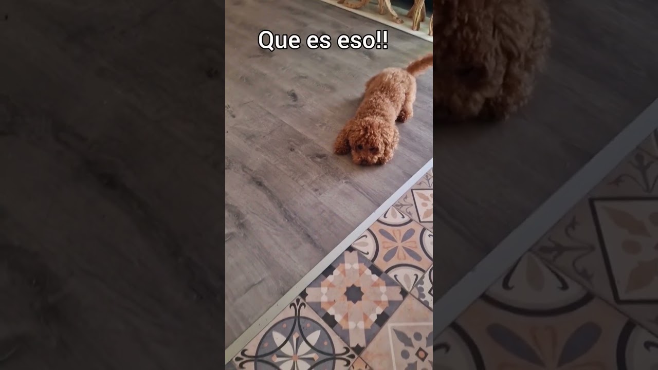 Lo deja claro 🤣 #caniches#poodle#perrosquehablan#videosdivertidos#canichetoy#mascotas#risas#love#can