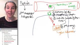 Endocrine 6- Peptide hormones
