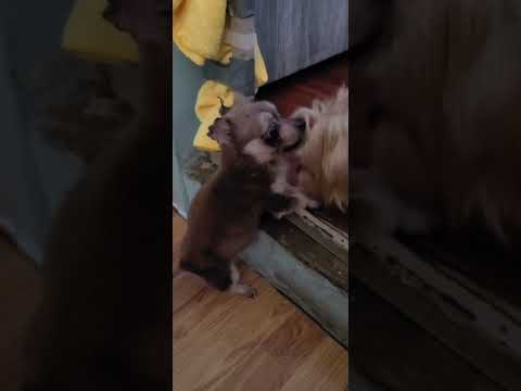 PUPPY HITS AN OBSTACLE PRT2 #dog #vlog #cute #love #fypシ #funny #shortvideo #india #chihuahua