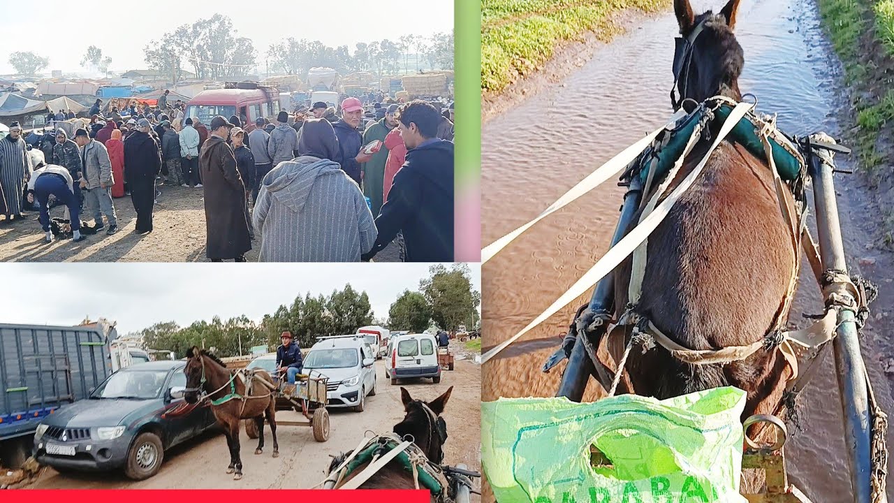 أجواء سوق أسبوعي في المغرب| جولة ممتعة في سوق أسبوعي، واحد من أشهر الأسواق الشعبية في 