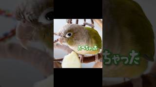 甘い汁だけ吸うインコ #shorts