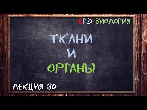 Л.30 | ТКАНИ И ОРГАНЫ | ОБЩАЯ БИОЛОГИЯ ЕГЭ