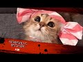 Смешные КОТЫ #20 / Лучшие приколы 2020 / Funny cats.