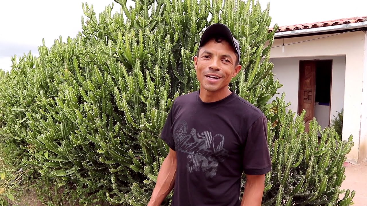 Transição Agroflorestal no Sertão - Florisvaldo