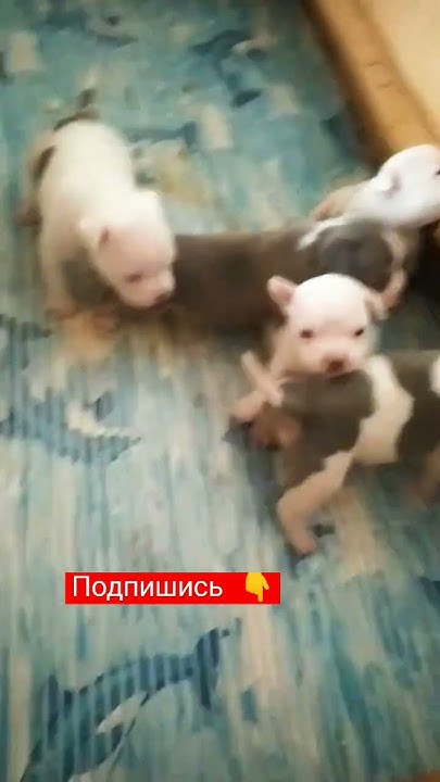 Американские булли. День 24. Первые игры. - YouTube