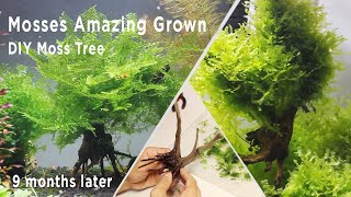 How To Attach Aquarium Moss- Christmas & Pellia Moss 