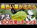 【ナス】葉が黄色くなったら危険!見逃してはいけないサイン