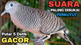 Perkutut Lokal Gacor Raja Pikat Ahlinya Bikin Semua Burung Perkutut Gacor Nyaut