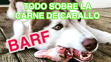 ¿Hay carne de caballo en la comida para perros?