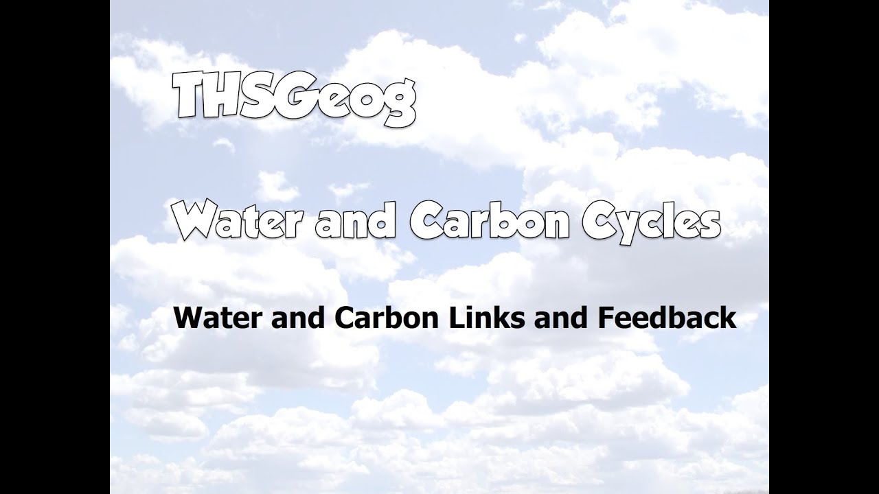 How Do Feedback Loops Affect The Carbon Cycle?