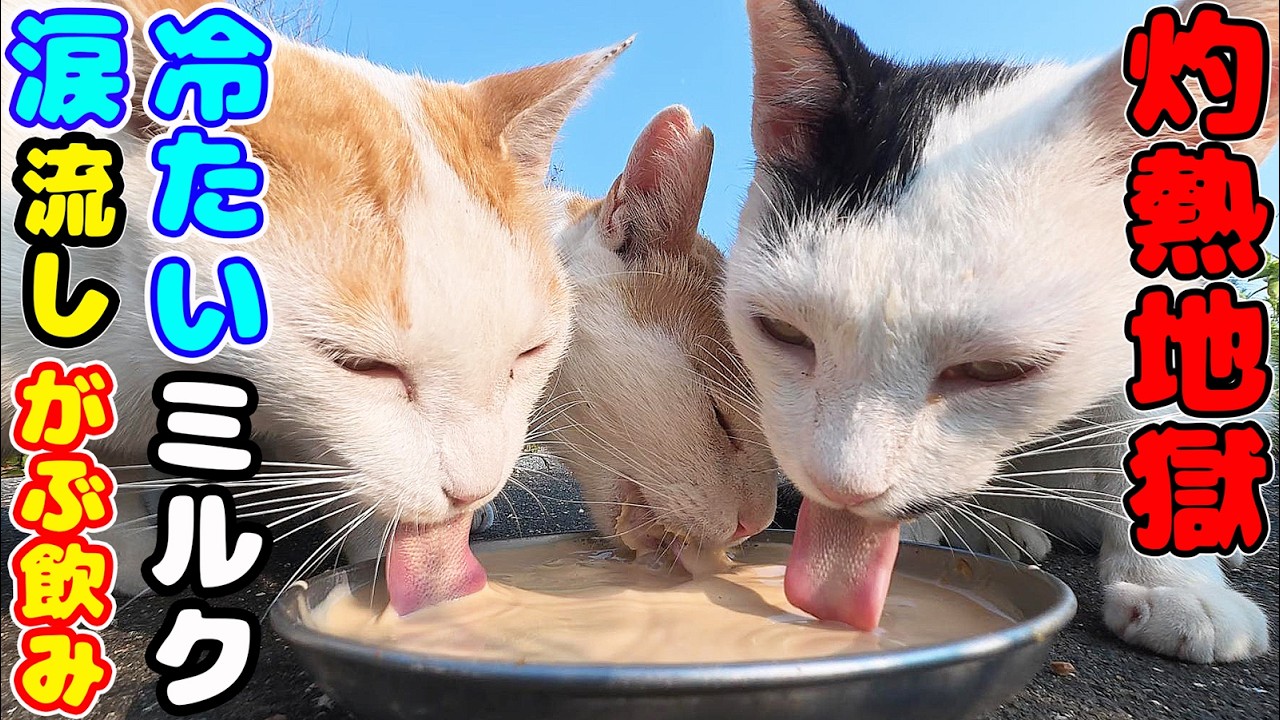 【灼熱 猛暑日】口呼吸でハァハァしている猫に冷たいミルクをあげると涙を流しながら・・・ さくらねこたちへのエサやり【視聴だけでも猫たちを助けることになります】支援者様 視聴者様 猫たちに神のご加護を!