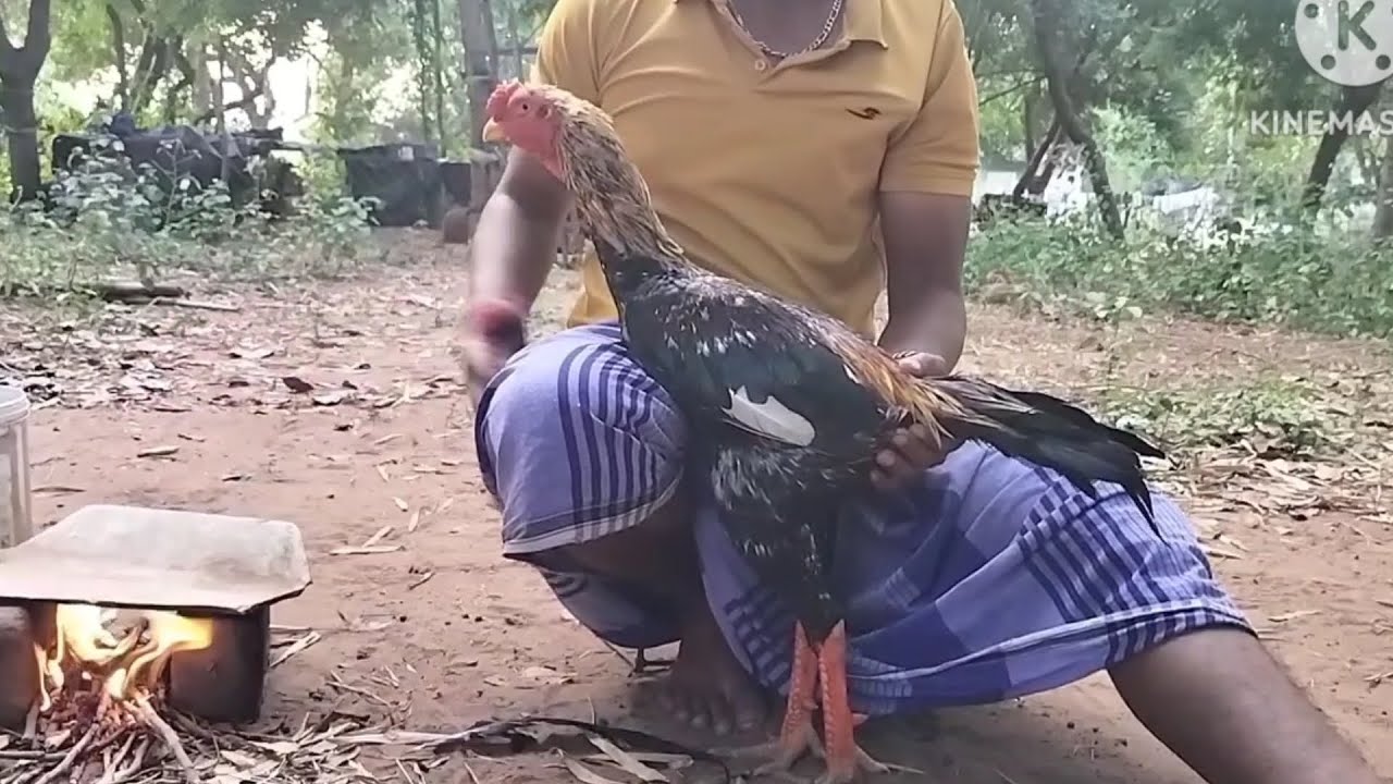 சண்டாய் செவலுக்கு சேக்க அடிக்கும்🔥 முறை🔥🔥sandai sevalukku sekka adikkum murai🔥🔥🔥
