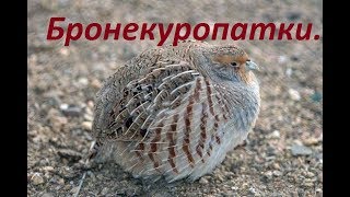 Бронекуропатки!!!Охота с русским охотничьим спаниелем!!!Стелла-Арктика!!! Бронекуропатки!!!Охота с русским охотничьим спаниелем!!!Стелла-Арктика!!!