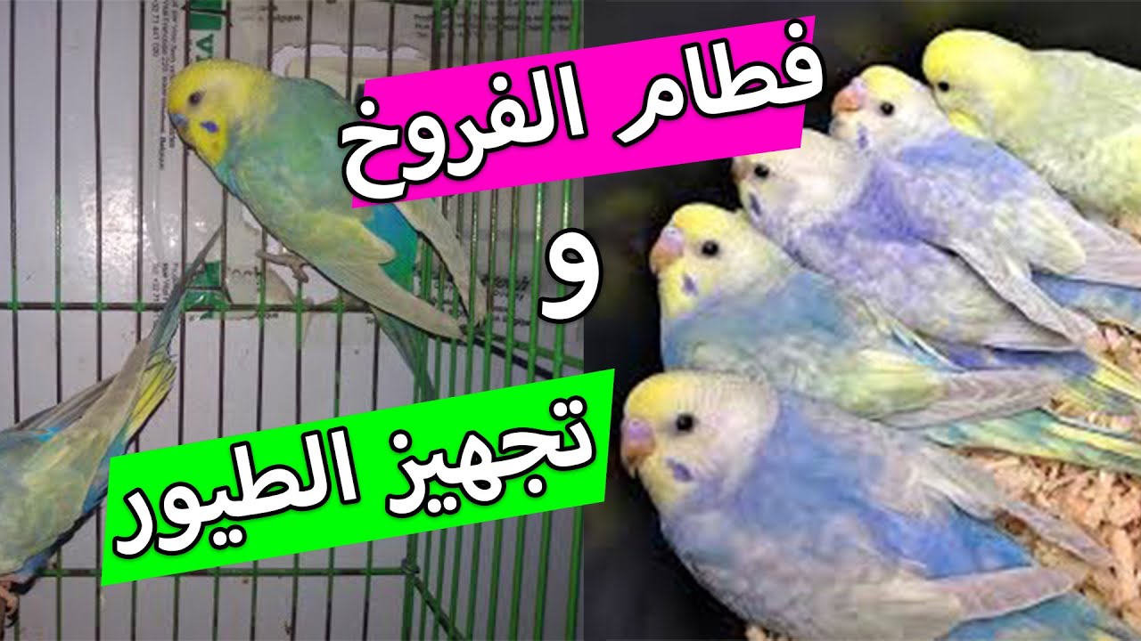 زغاليل الرينبو بدأت تعتمد على نفسها   لكن خسرتنى الأكل