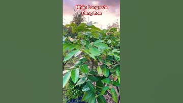 Cây Nhãn Long xưa đang hoa | 0386569374 - Ngọc Ngân Bến Tre | Chuyên cây độc lạ