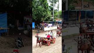 MOMENT LANGKA,, GUBERNUR SUMBAR, WALIKOTA BUKITTINGGI, BUPATI AGAM NAIK KERETA KENCANA