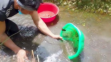 Xúc Cá Rô Non Ở Miền Tây | Bắt Cá Rô Tăm Tích